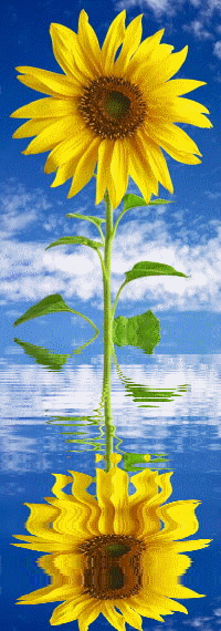 2285925jw863o3dl5.gif