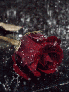 Blog de jgeibs : Sweetie Blog, Fallen Red Roses