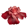 erottelu