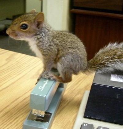 squirrel
